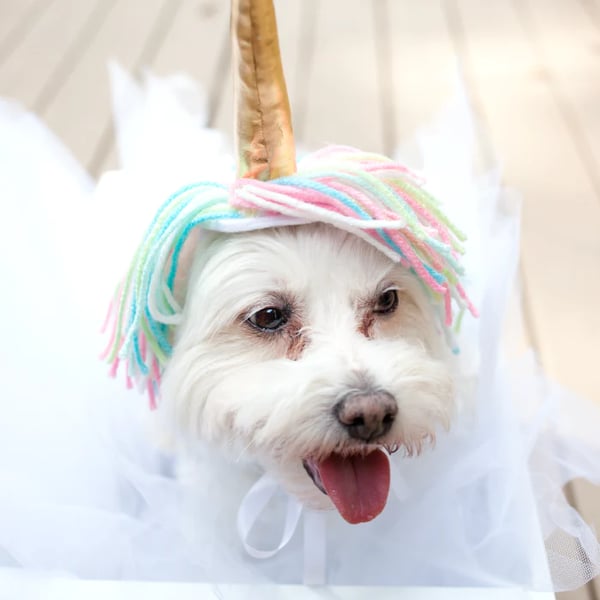 15 Easy & Simple DIY Pet Costumes